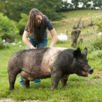 a girl and her pig